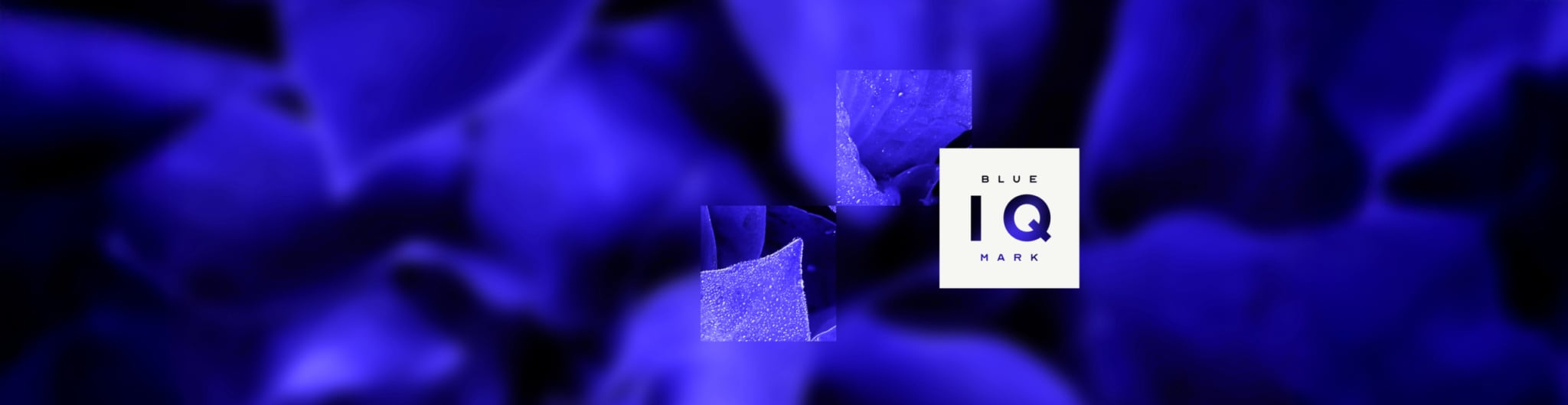 BlueMark IQ - BlueMark